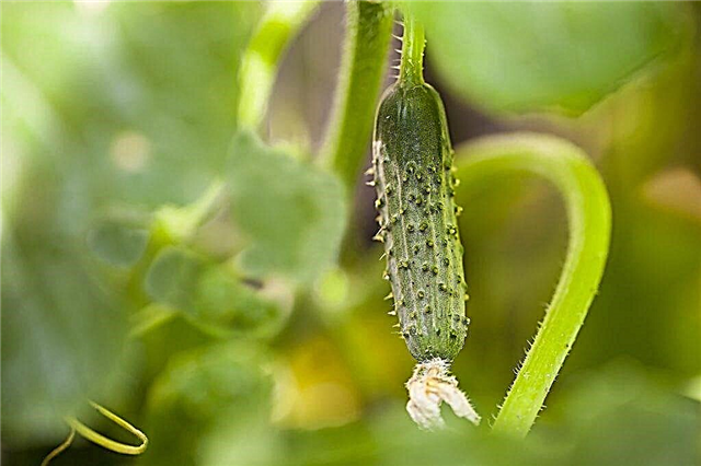Characteristics of Khutorok cucumbers