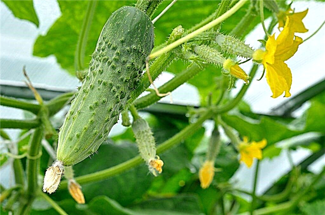 Characteristics of Lenara cucumbers