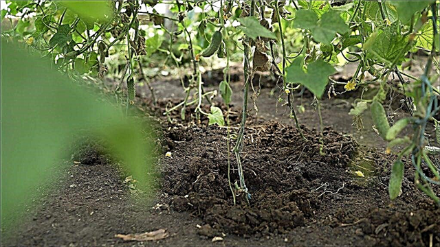 Rules for feeding cucumbers with fresh manure