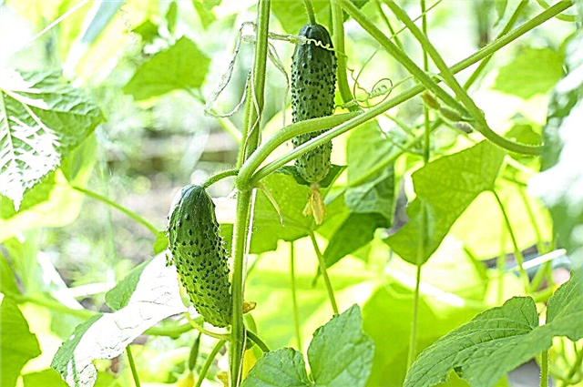 Description of the Saracen cucumber variety