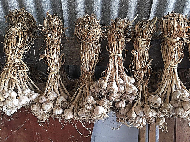 How to dry garlic properly
