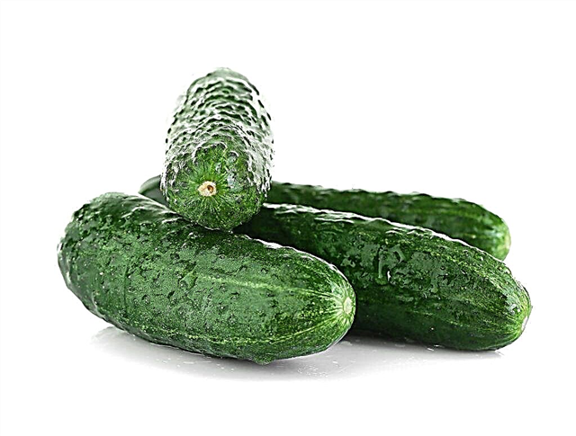 Characteristics of temp f1 cucumber