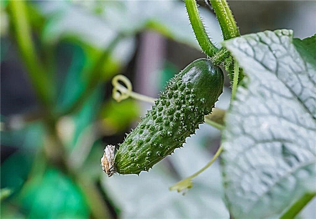 Characteristics of Murashka cucumber