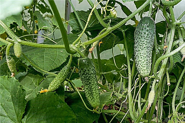 Indicators of the yield of cucumbers in the greenhouse