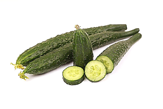 Characteristics of the variety of cucumbers Emerald Stream