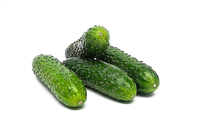 Characteristics of Gunnar f1 cucumbers