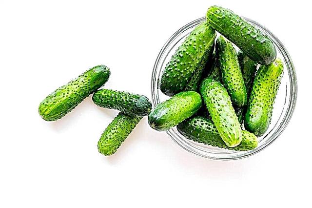 Characteristics of the Claudia cucumber