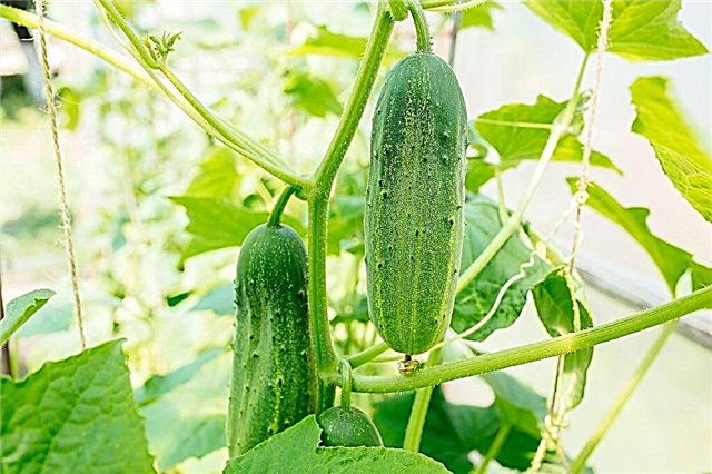 Description of the cucumber variety Buyan