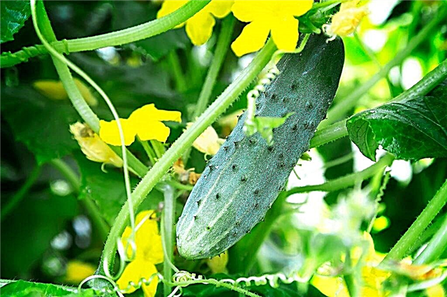 Características del cultivo de pepinos en un invernadero de policarbonato