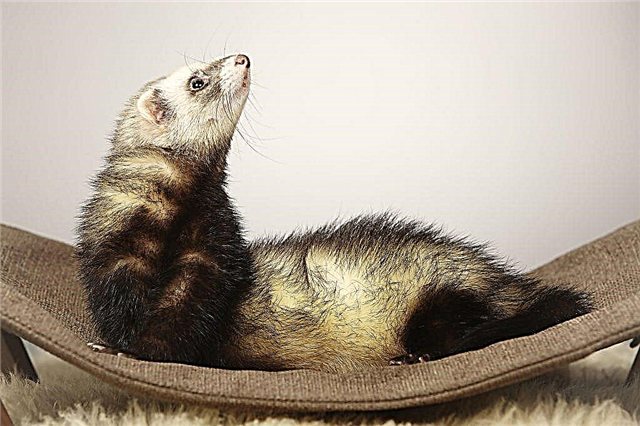 Making a hammock for a ferret yourself
