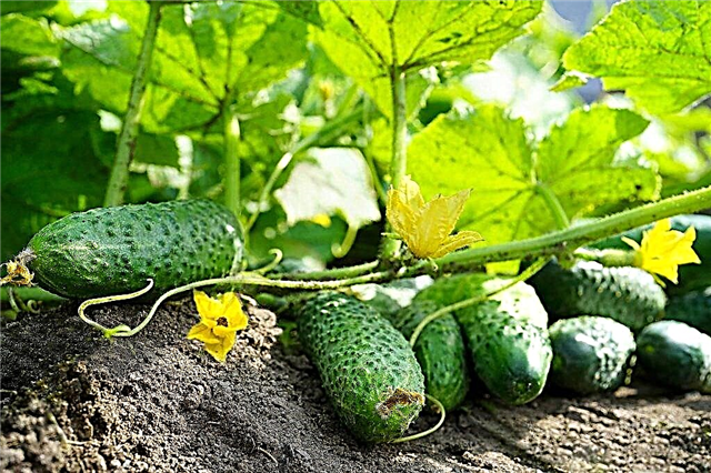 The most productive varieties of cucumbers for greenhouses