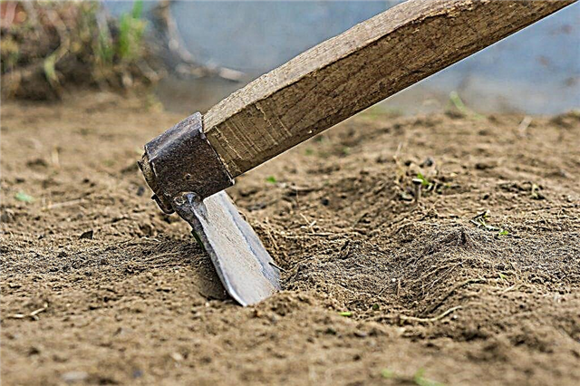 كيفية تحضير التربة للثوم