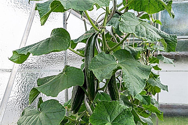 Description of the cucumber variety Chinese miracle