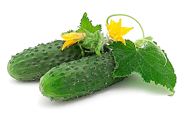 Beschrijving van de Kibriya-komkommer