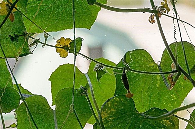 What and how to feed cucumbers on the windowsill