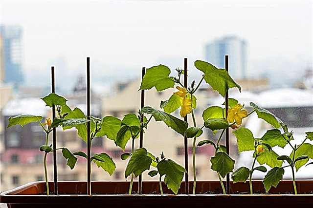 Populære varianter av agurker for dyrking i vinduskarmen