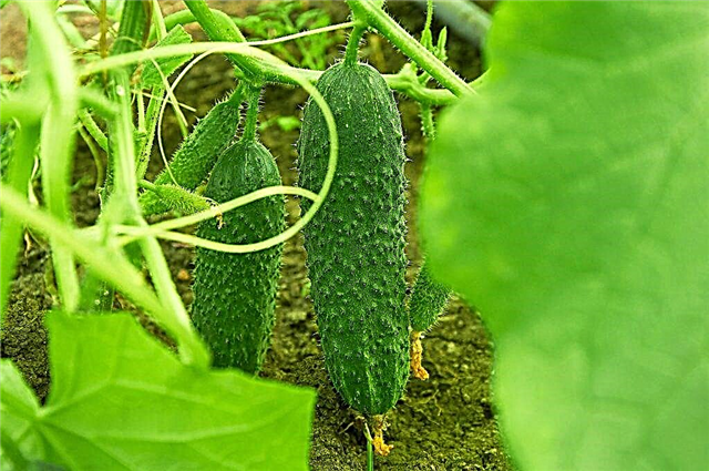 Description of the cucumber variety Director