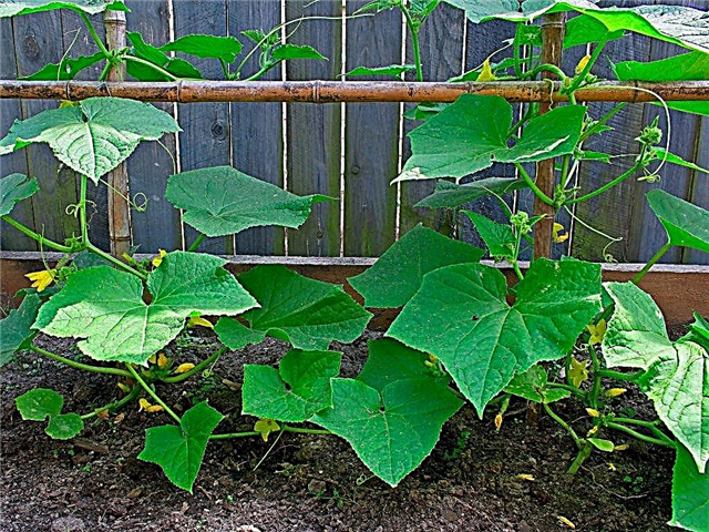 Why cucumbers can grow poorly in a greenhouse