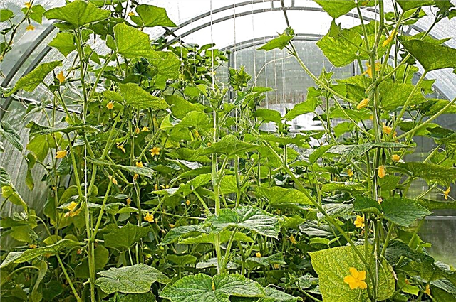 Suitable varieties of cucumbers for a polycarbonate greenhouse