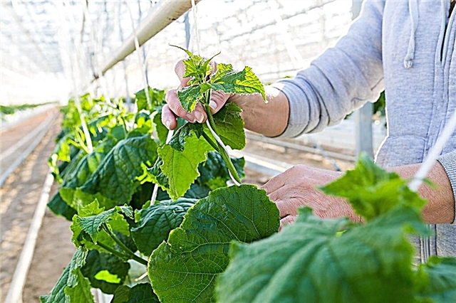 Plantar pepinos en un invernadero de policarbonato