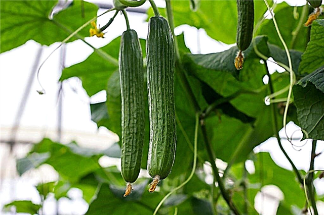 Description of the best varieties of cucumbers for greenhouses