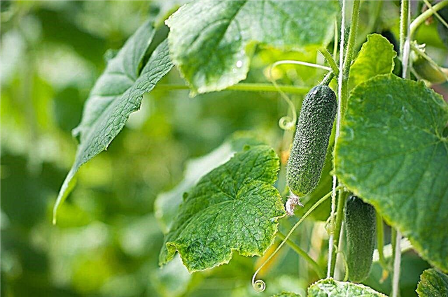 Waarvoor dient jodiumvoeding voor komkommers?