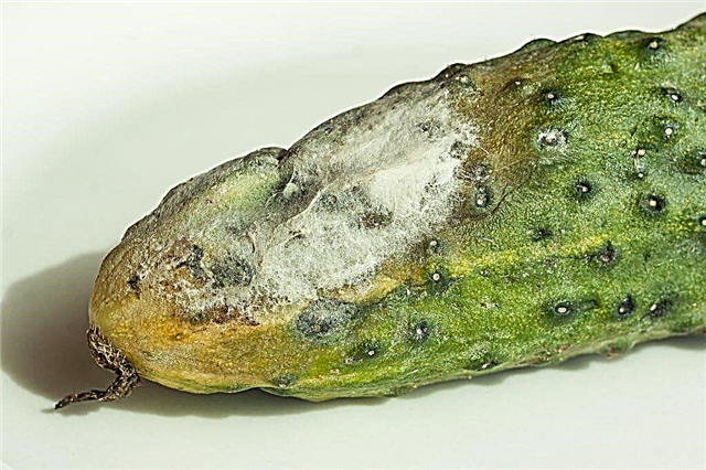 Why does gray rot appear on cucumbers and how to deal with it