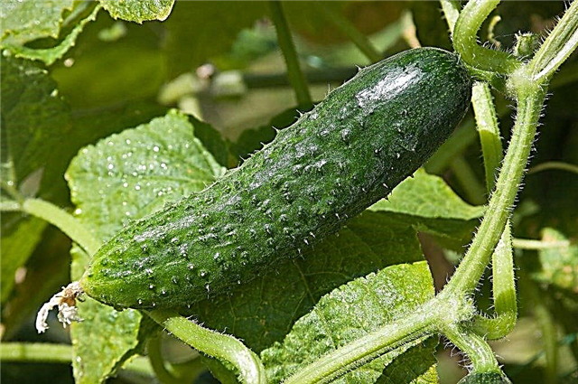Characteristics of cucumber varieties Real Colonel F1
