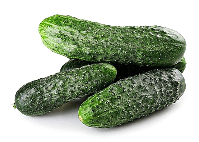 Description of Pasalimo cucumbers