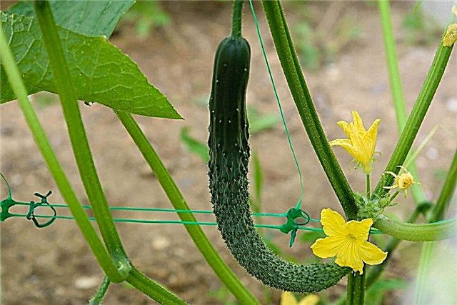 Characteristics of the Chinese farm cucumber f1