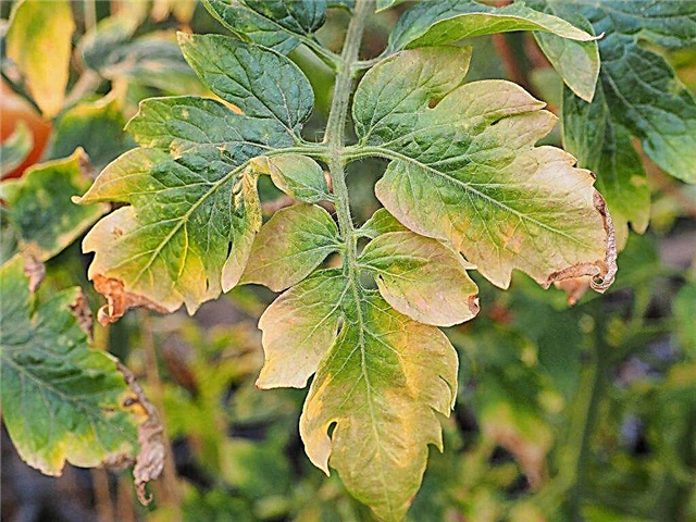 Why leaves dry on tomatoes