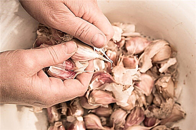 How and what to process garlic in spring