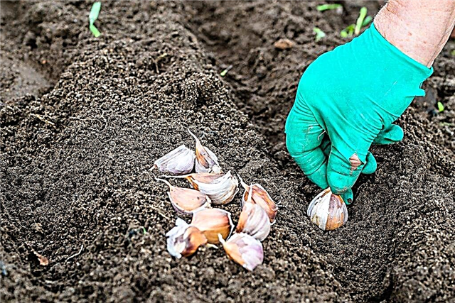 Rules for planting garlic cloves before winter
