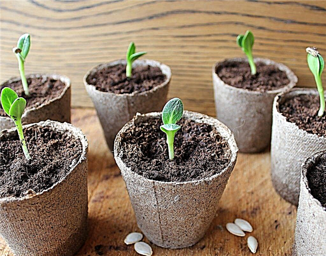 How many days do cucumber seeds usually sprout