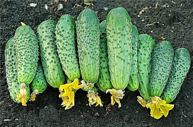 Characteristics of cucumbers varieties Druzhnaya Semeyka