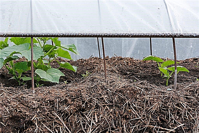 Comment faire un jardin de concombre chaud