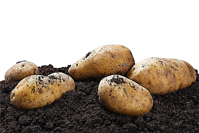Chernozem bölgesi için patates çeşitlerinin tanımı