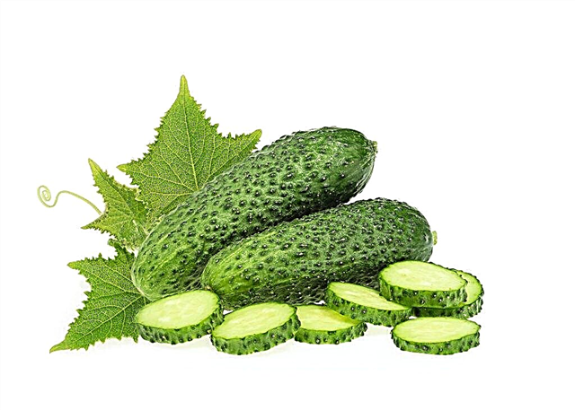 Description of the Trilogi cucumber variety