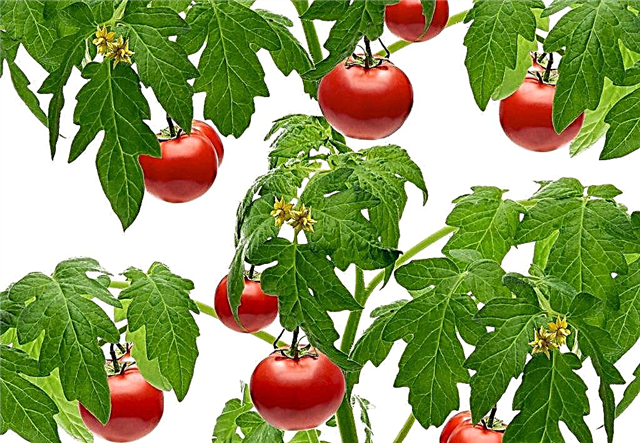 Descripción del tomate Pickling Miracle