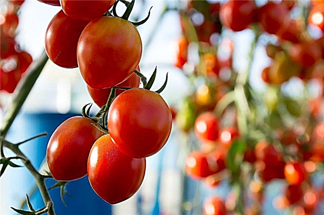 وصف وخصائص الطماطم المعجزة كسول