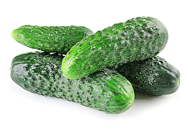 Kenmerken van de variëteit van komkommers Nezhinsky