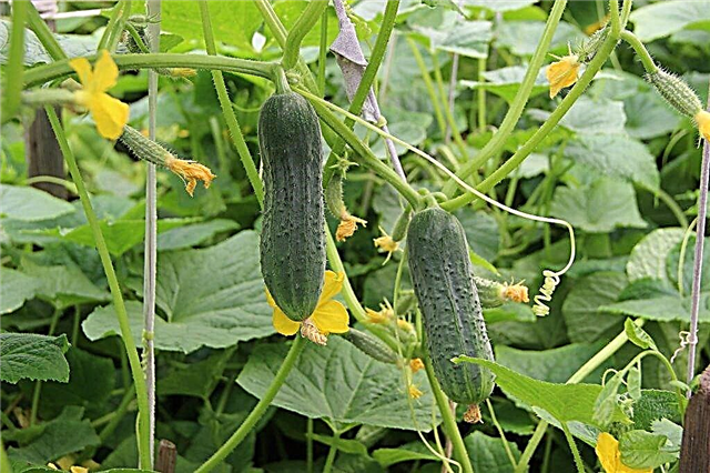 Characteristics of the Graceful cucumber variety