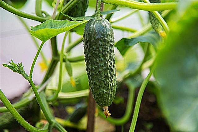 Description of the variety of cucumbers Crane