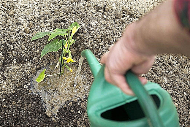 Rules for watering cucumbers with whey