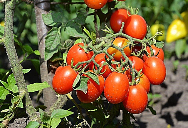 Ķiršu tomātu Ira f1 raksturojums