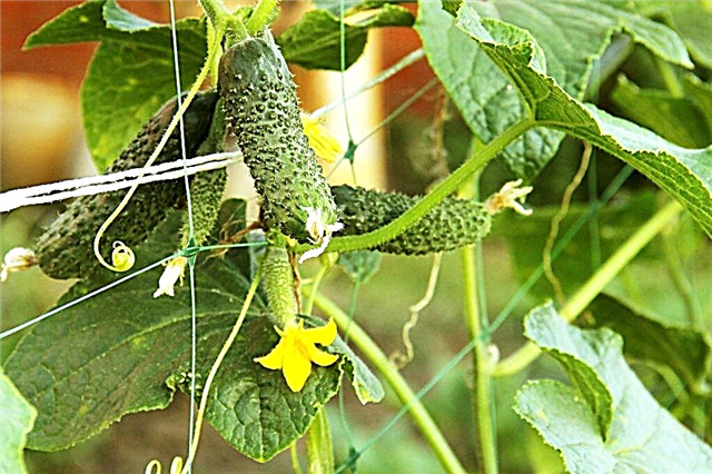 How to tie cucumber bushes correctly