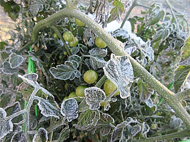 Actions if tomato seedlings are frozen