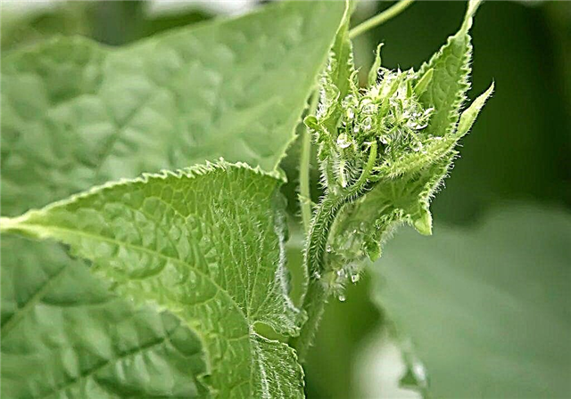 Causes of pallor of leaves in cucumbers