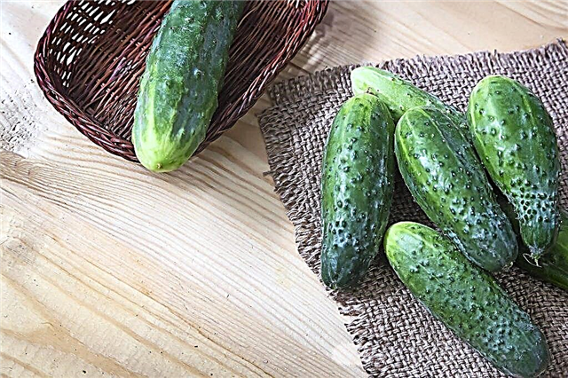 Description of Alliance cucumbers