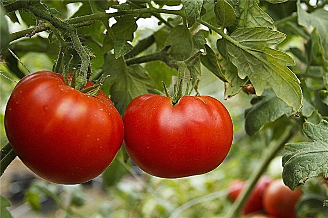 Mô tả về cà chua Siberian phép lạ